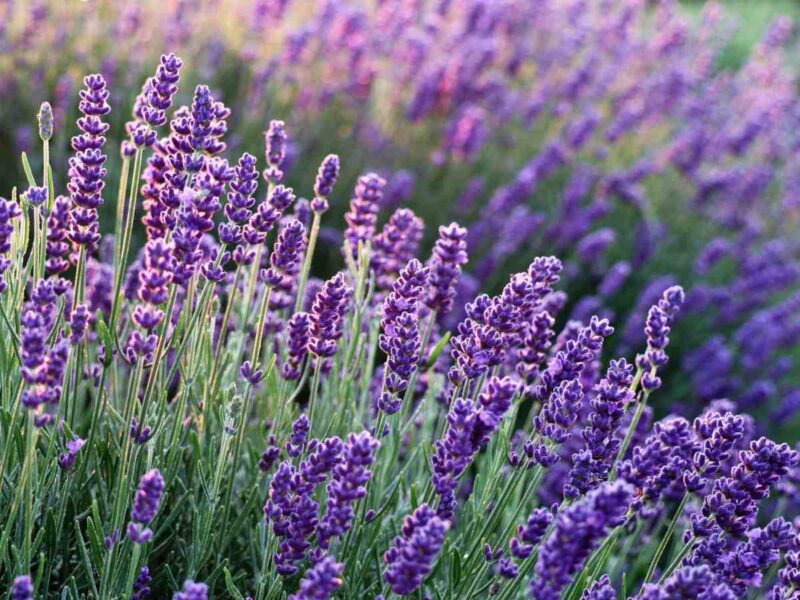 The Aromatherapist Highland Lavender - Image 2