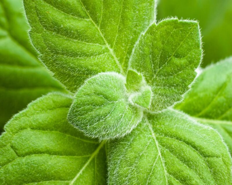 The Aromatherapist Peppermint EO - Image 2