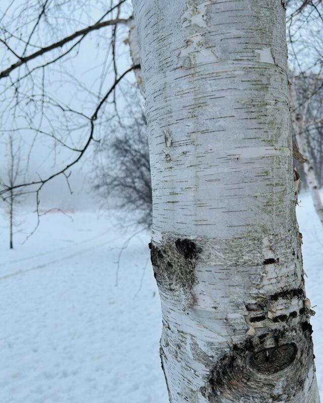 Spending time today with The Lady of the Woods on this snowy, mist filled day. In Celtic tradition, the Birch tree is known to symbolize rebirth, new beginnings, and renewal.  Just magical on this 🌑 new moon and Fire Horse energy filled day. #chinesenewyear #firehorseyear