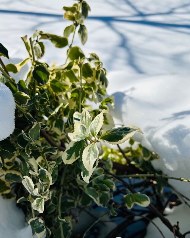 Imbolc blessings 💚💚💚 The slow but certain stirrings of life and light returning…💚 Reach out to ask about my Mid-Winter offering now available until March 1st❄️❄️❄️💚💚💚 $100 off any package of 4 treatments. Take some time for some well deserved self care and SAVE!! #imbolc #imbolcblessings DM for deets.