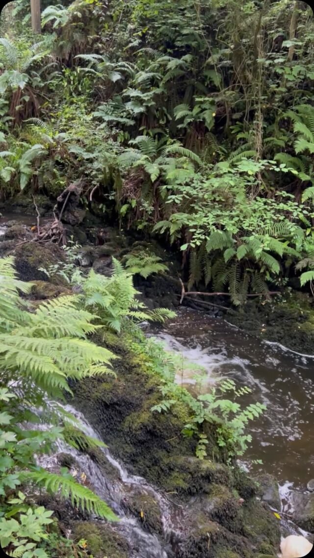 ***Please stay cool and hydrated today my lovelies***🔥🔥🔥🌞🌞🌞If you are outside today, limit how long, stay in the shade, drink plenty of water. #dunariforestpark