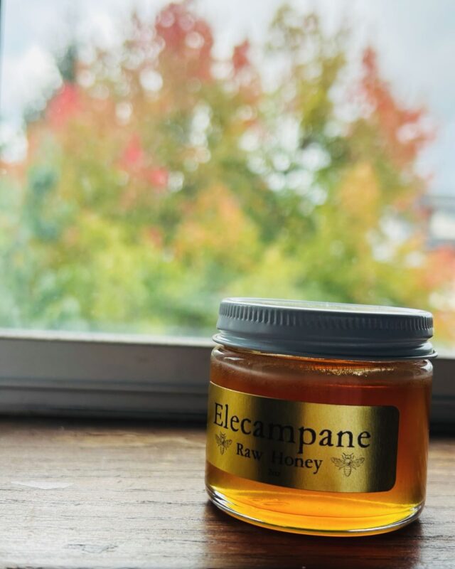 Continuing my journey of learning and becoming… honoured to connect with Dr. Jacqui Wilkins,ND @xalishmedicines with her sacred offering of Exploratory Herbal Mentorship @among_the_wildflowerss 🍂🍁🌻🍄‍🟫🌗🌕🌑connecting with plant kin and a community of folk. Beginning with Elecampane…going deep, listening, honouring, softening….releasing. 💚