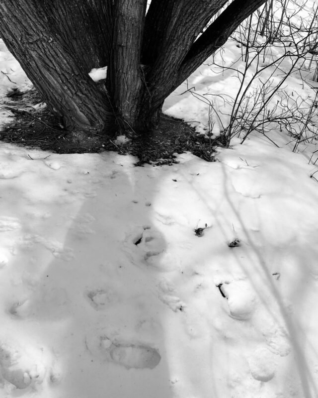 My shadow in the presence of the Willow…listening and trusting in nature’s guidance. Some thoughts on this full moon and 3:3 portal.
.
.
.
.

#reflexology
#soundtherapy
#reflexologist 
#soundhealing
#footreflexology 
karynmalfara
biomat
biomatannex 
annex
annexreflexology
reflexologytoronto
tuningforks
humantuning
acupressure
sisteringtoronto
7fathomsskincare
transensehealingartscentre 
selfcare
reiki
reikinearme
reikihealing
holistichealth
reflexologistnearme
raviblanket
weightedblanket
biosonicstuningforks
sprucepath
bloorandspadina
sekhem
reikimaster