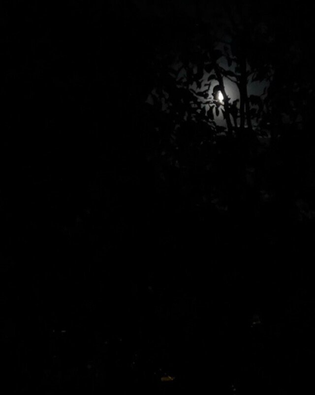 Shining her light to illuminate inner truth…those places we hide in, to avoid, to resist… what are you ready to release and let go of?  What no longer serves you? Step out of the shadow… and shine brightly! 🌕